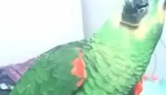 Drogaria Aurora De Leopoldina Inova -  Videos - Leopoldina
